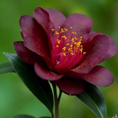 Black Camellia Flower Seeds