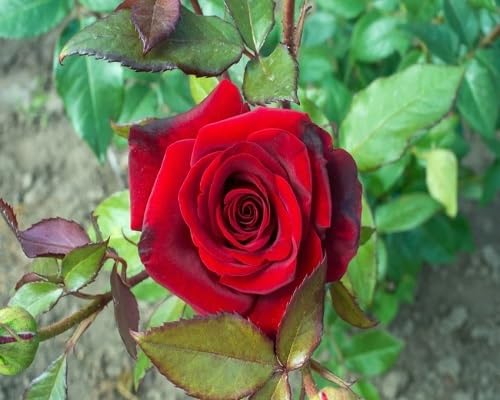 red rose flower seeds