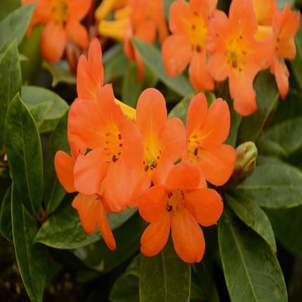 Orange Rhododendron Flower Seeds
