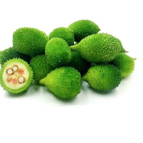 spinegourd Vegetable SeedsGreen vegetable seeds for Home Gardening, Premium Kitchen Garden for kitchen garden planting