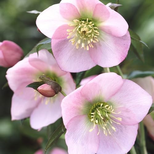 pink helleborus flower seeds