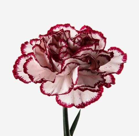White Marron Carnation Flower Seeds