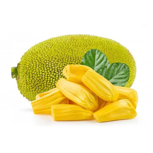 green jackfruit Fruit Seeds for Home Planting Premium Germination Healthy Harvest Growing