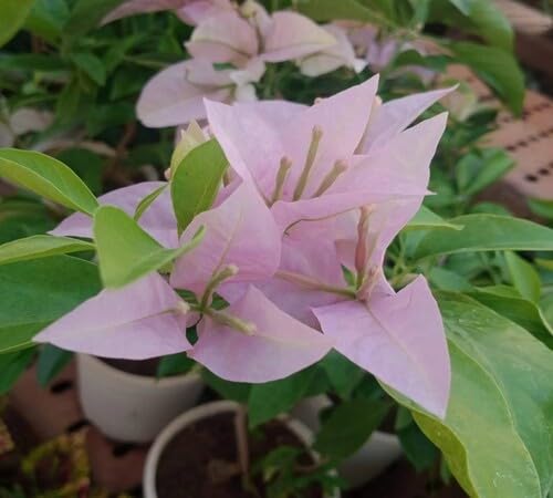 Pink Perennial Giant Bougainvillea Flower Seeds