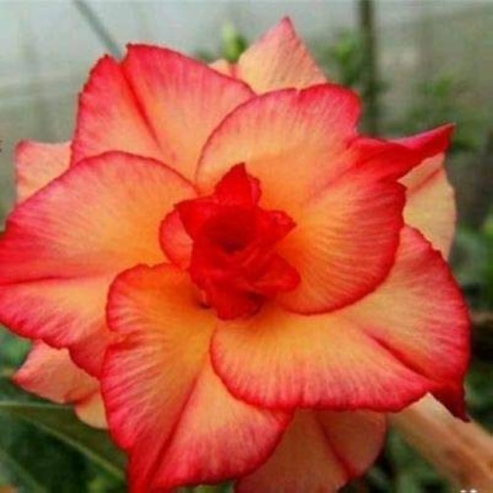 Pink Fire Of Love Desert Rose