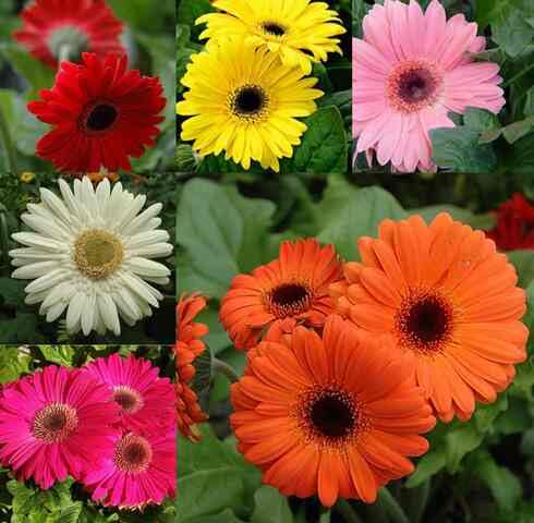 mixed gerbera flower seeds