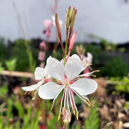 White gaura Flower Seeds
