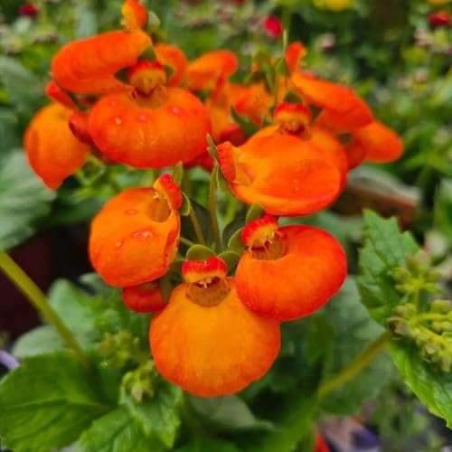 ORANGE CALCEOLARIA FLOWER SEEDS