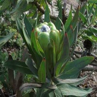 Green Protea Flower Seeds