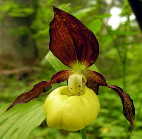 Yellow Marron Cypripedium Flower Seeds