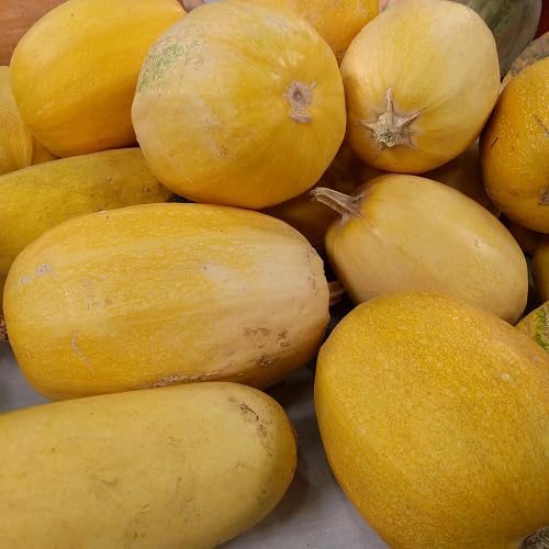Yellow Spaghetti Squash Fruit Seeds vegetable seeds for Home Gardening, Organic Raised Bed Gardening for kitchen garden planting