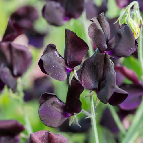 lathyrus odoratus flower seeds