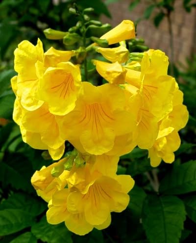 Yellow Tecoma Flower Seeds