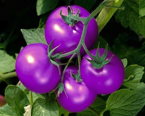 Purple Tomato Vegetables Seeds vegetable seeds - Heirloom, Organic, Non Gmo Garden Seeds for kitchen garden planting