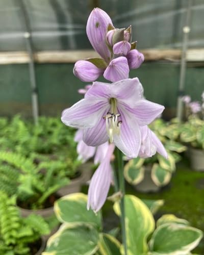 Purple Light Freesias Flower Seeds