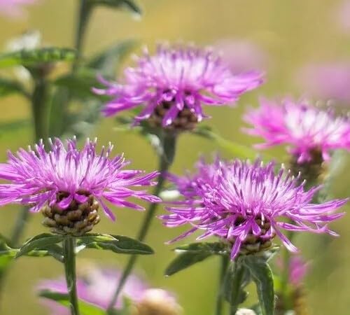 Purple Centaurea Flower Seeds