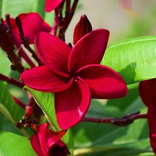 Red Giant Plumeria Flower Seeds