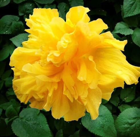 Yellow Double Hibiscus Flower Seeds