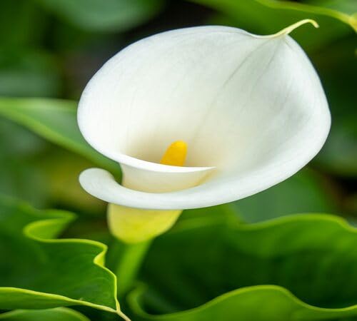 Red Calla Lily Flower Seeds