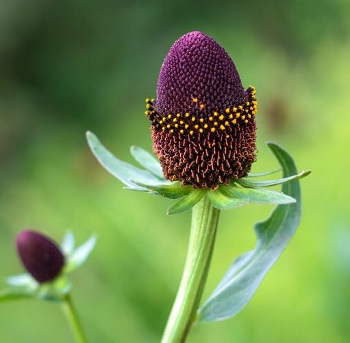 Black Rudbeckia Flower Seeds