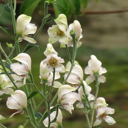 White Aconite Flower Seeds