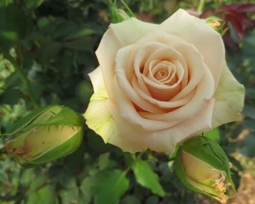 cream rose flower seeds