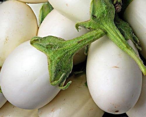 brinjal vegetable seeds White vegetable seeds for Home Gardening, Heirloom, Non-GMO, High Premium for kitchen garden planting