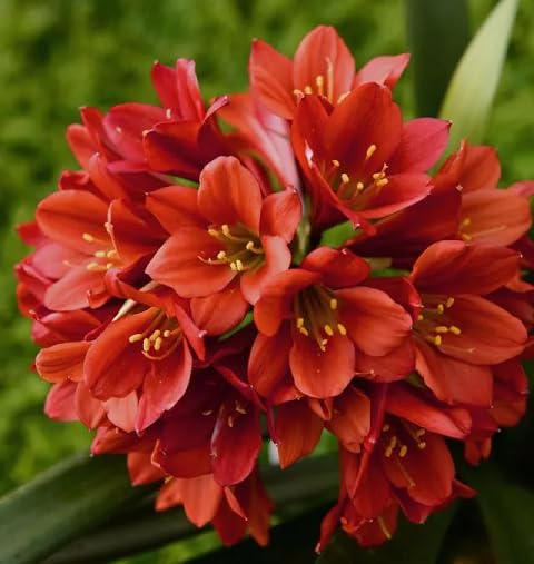 Clivia Flower Seeds