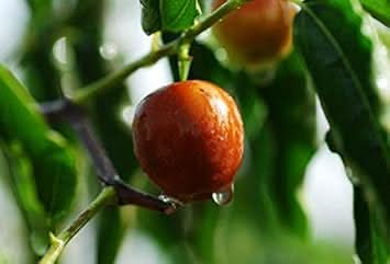 Merron Jujube Fruit And Cultivating Unique Sweet Fruits Fruit Seeds