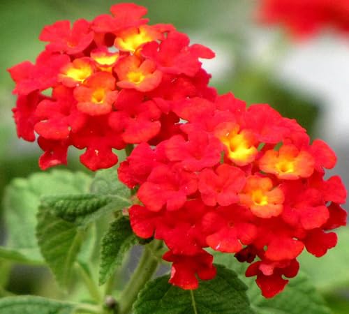 Red Lantana Flower Seeds