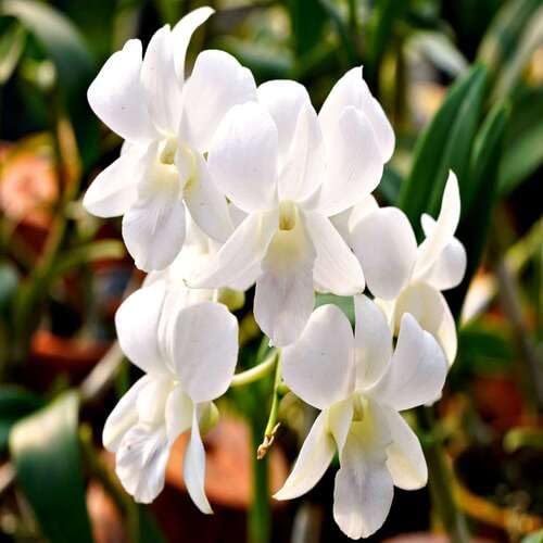 White Phalaenopsis Flower Seeds