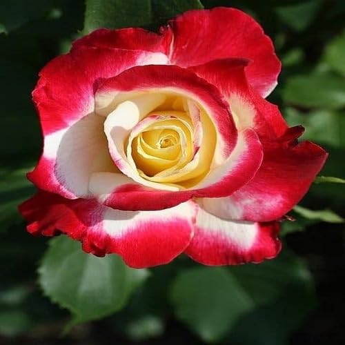Red White Osiria Rose Flower Seeds