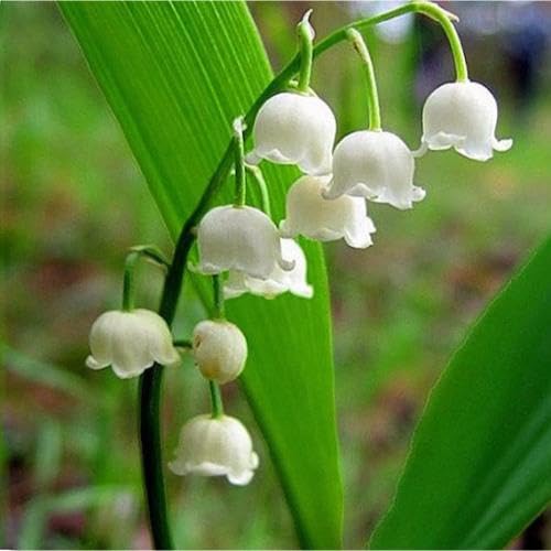 White Coral Bells Flower Seeds