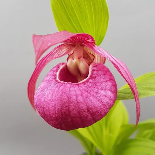 Pink Cypripedium Flower Seeds