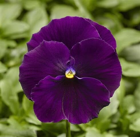 Violet Pansy Flower Seeds
