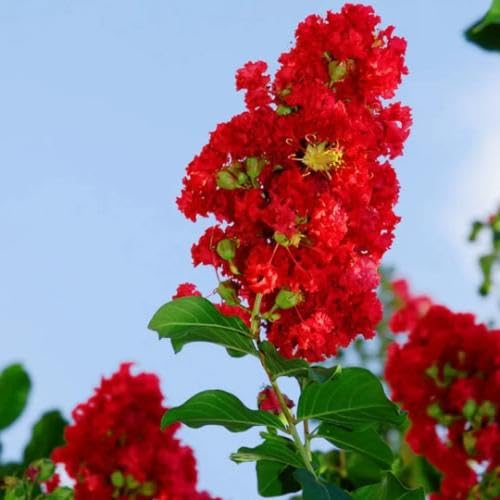 Red Crape Flower Seeds