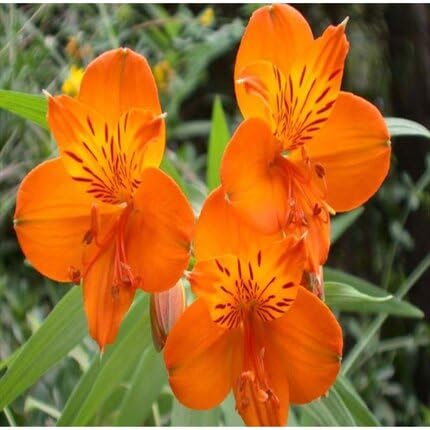Orange Alstroemeria Flower Seeds
