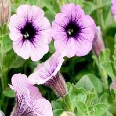 Purple petuina Flower Seeds