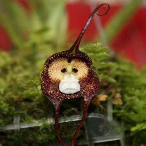 Monkey Orchid Flower Seeds