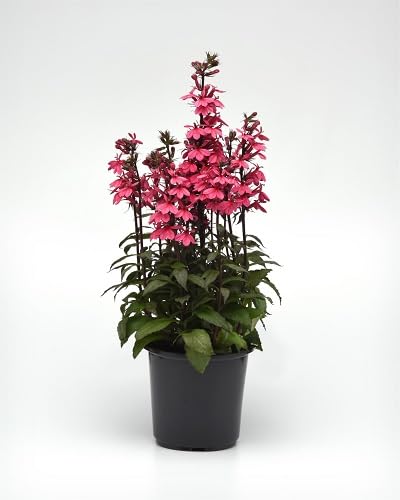 Pink Lobelia Flowers Seed.