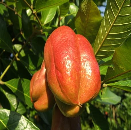 red ackee fruit Fruit Seeds organic garden seeds