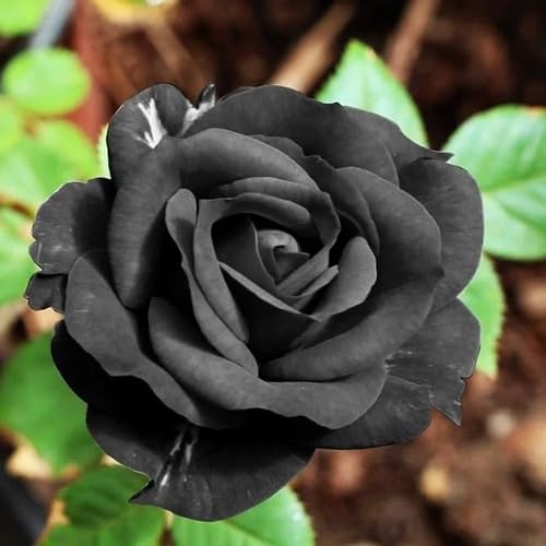 Black Rose Flower Seeds