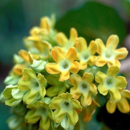 Yellow Telosma cordata Flower Seeds