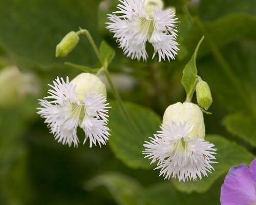 White Silene Fimbriata Flower Seeds
