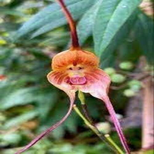 Brown Monkey Face Orchid Flower Seeds