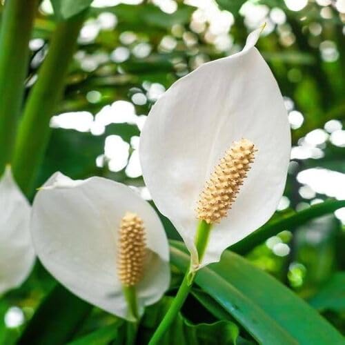 White Spathiphyllum Flower Seeds