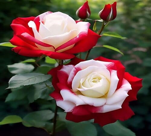 Red White Rose Flower Seeds