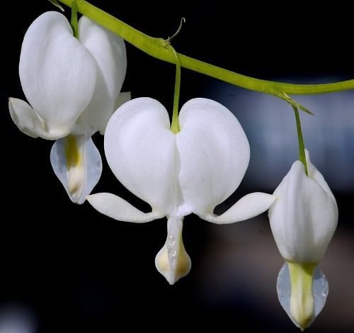 Bleeding Heart Flower Seeds