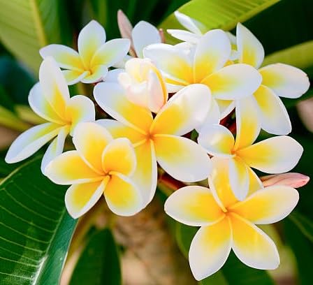 Yellow Frangipani Flower Seeds