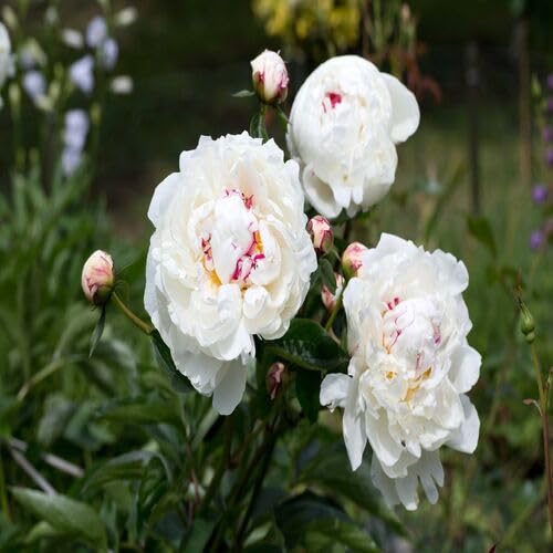 White Peony Flower Seeds
